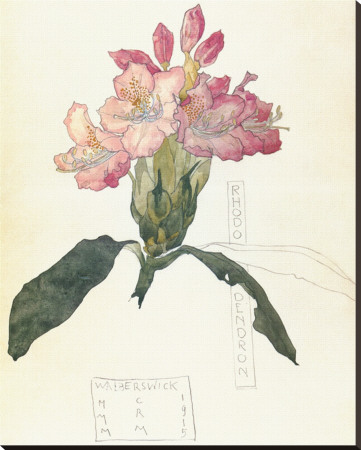 Rhodendron