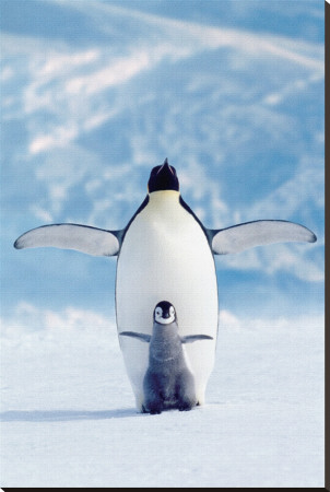 Penguin and Chick