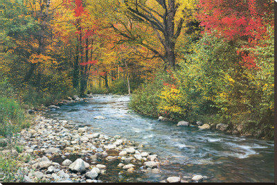 Forest Creek
