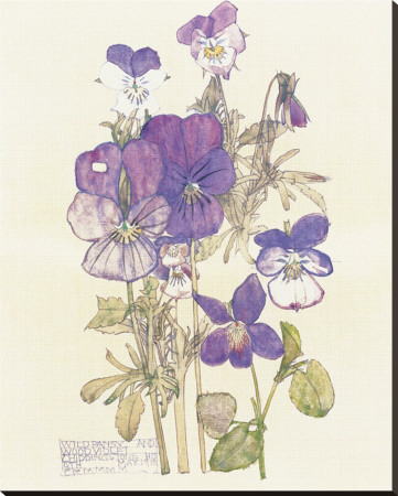 Wild Pansy