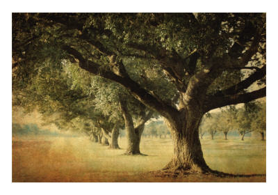 Buy Island Oak at AllPosters.com