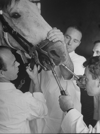 Tooth Extraction Performed on Horse at University of Pennsylvania