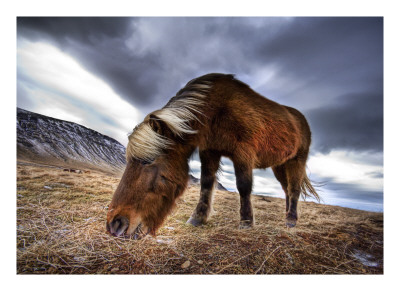 An Icelandic Horse in the Wild