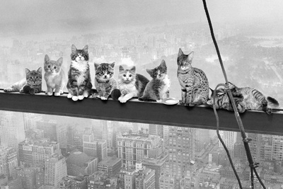 Cats On Girder-