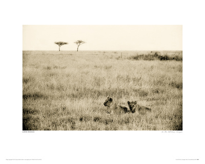 Buy In The Tall Grass, Serengeti at AllPosters.com