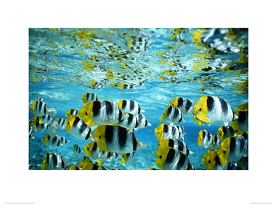 Buy Shoal of Butterfly Fish at AllPosters.com