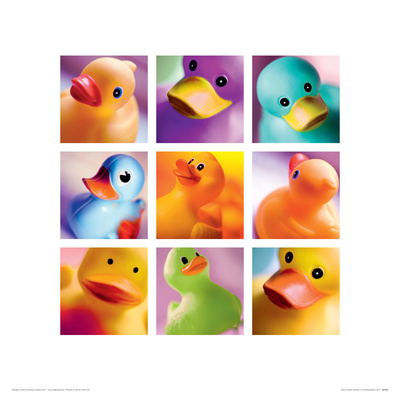 Duck Family Portraits