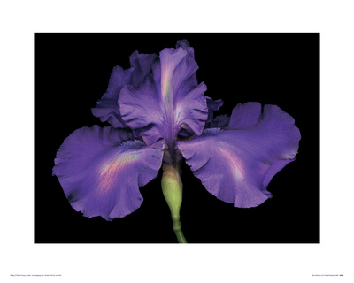 Buy Blue Rainbow Iris at AllPosters.com