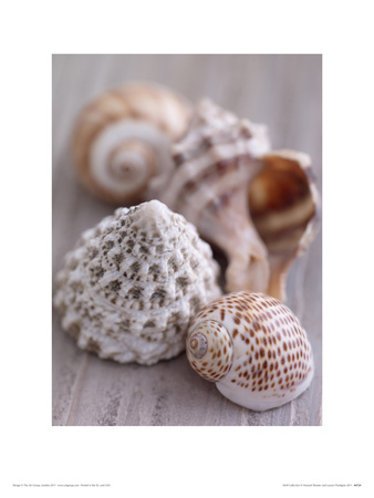 Shell Collection