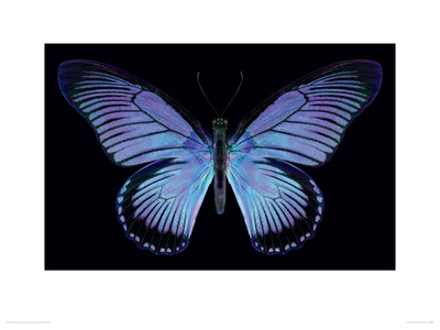 Buy Great Blue Zalmoxis at AllPosters.com