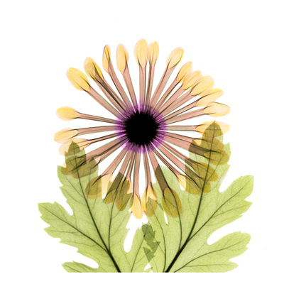 Buy Chrysanthemum at AllPosters.com