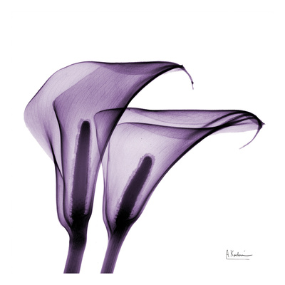 Violet Calla Twins II