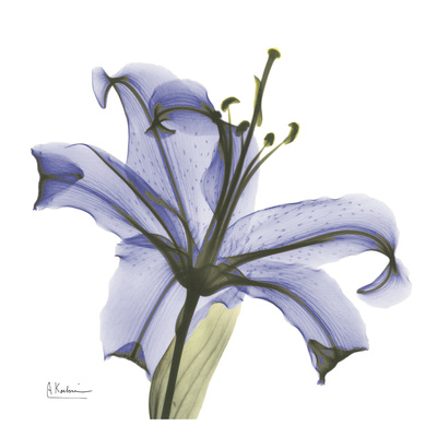 Buy Lily in Purple at AllPosters.com