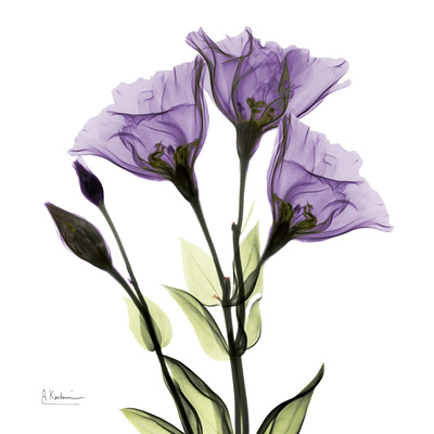 Buy Gentian in Purple at AllPosters.com