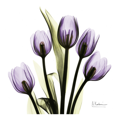 Buy Tulip in Purple at AllPosters.com