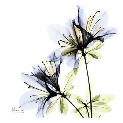 Buy Blue Twin Azalea in Bloom at AllPosters.com