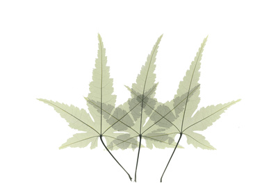 Japanese Maple II