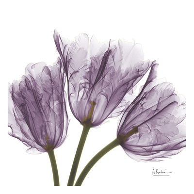 Buy Tulips Purple Trio at AllPosters.com