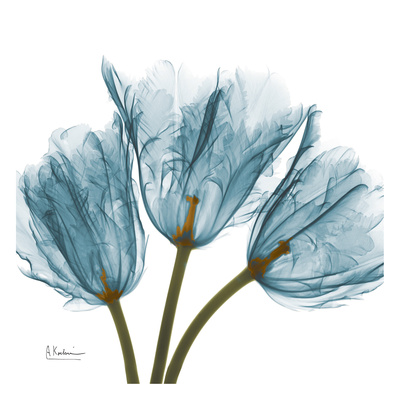 Buy Tulips in Blue at AllPosters.com