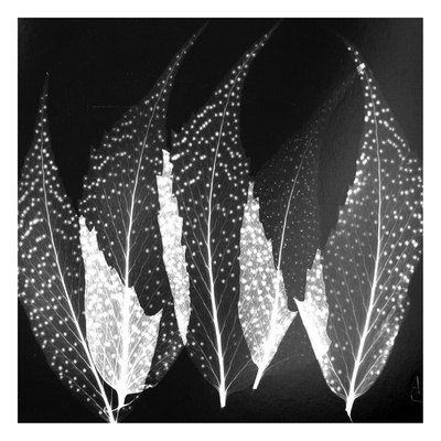 Japanese Fern Black and White