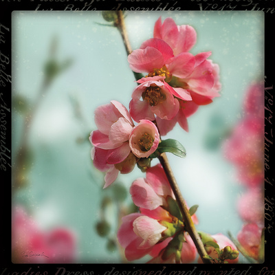Quince Blossoms III
