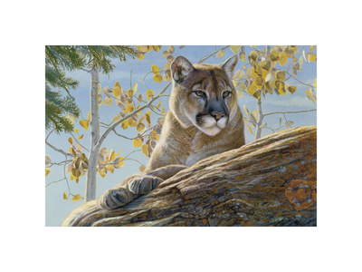 Front Range Cougar