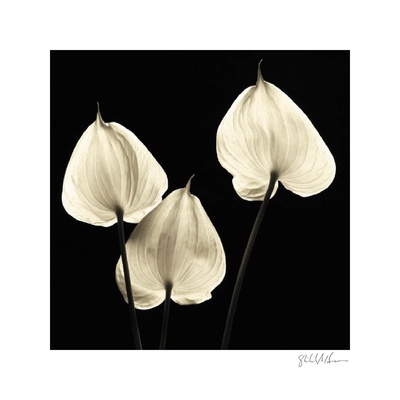 Buy Three Tropicals at AllPosters.com
