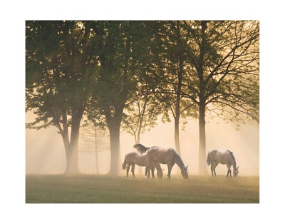 Buy Horses in the Mist at AllPosters.com