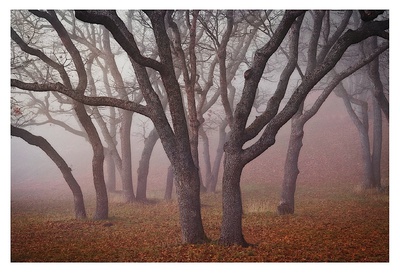Buy Pilot Road Trees at AllPosters.com