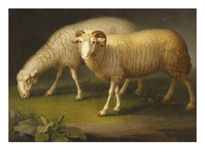 A Ram and a Sheep