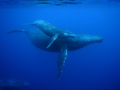 Humpback Whale (Megaptera Novaeangliae) Mother and Calf, Ogasawara Island, Japan