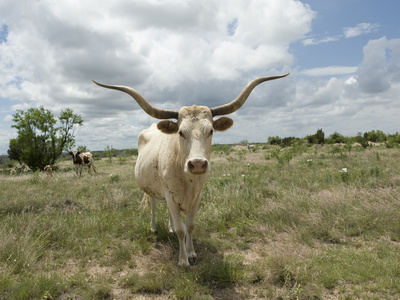 Buy A Texas Longhorn Steer on a Texas Ranch at AllPosters.com