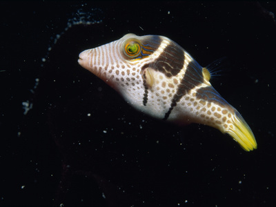 A Side View of a Saddled Puffer Fish, Canthigaster Valentini