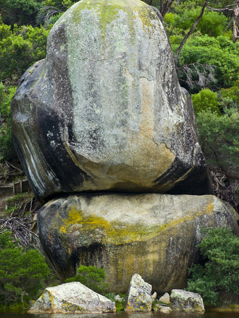 A Gull Atop a Lichen Covered Granite Boulder known as Whale Rock