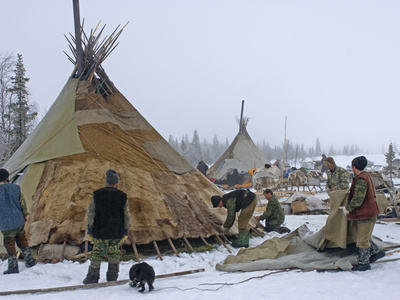 A Komi Reindeer Herding Clan Strip a Canvas Cover Off a Chum to Move