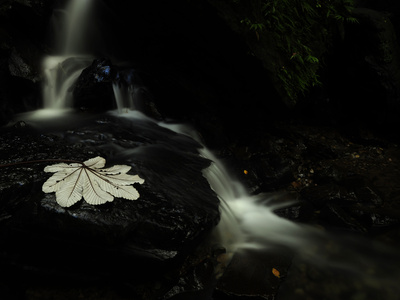 Buy A Waterfall in a Rain Forest at AllPosters.com
