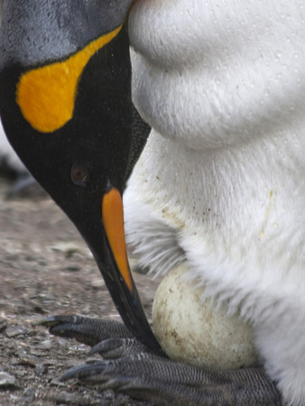 A King Penguin Gently Turns the Egg Resting on its Feet in a Rookery