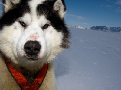 A Canadian Eskimo Dog on an Expedition to Ellesmere Island