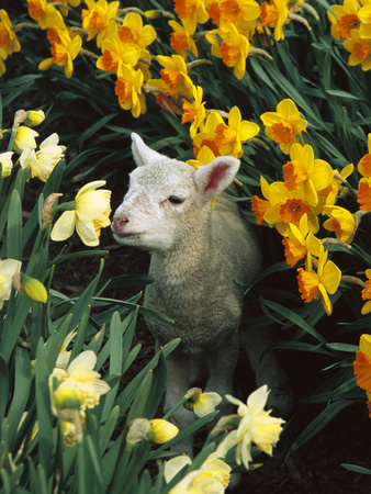 Domestic Sheep (Ovis Aries) Lamb Among Spring Daffodils (Narcissus Sp) Canterbury, New Zealand