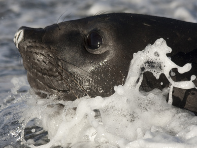 A Young Elephant Seal in the Surf at Gold Harbor