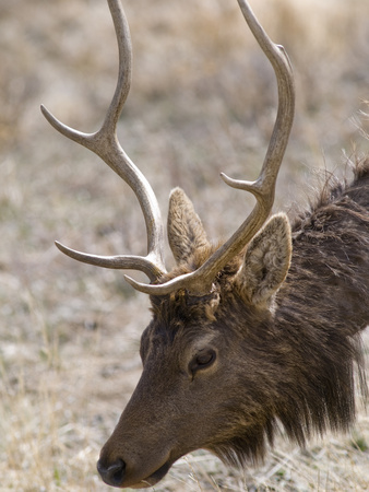 Elk (Cervus Canadensis) During Spring in Rocky Mountain National Park