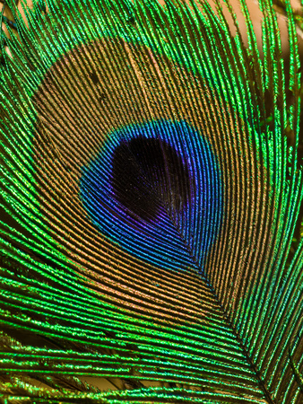 Buy Close Up of a Peacock Tail Feather at AllPosters.com