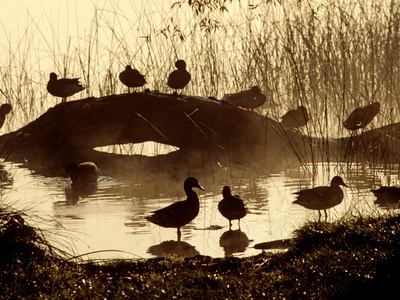 Buy Ducks Along the Shore of Lake Banyoles at AllPosters.com