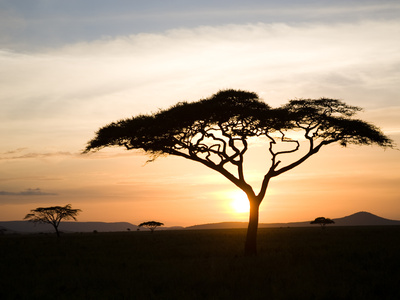 A Acacia Tree in the Serengetti