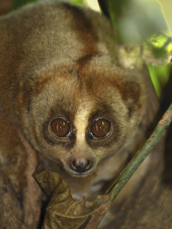 Slow Loris (Nycticebus Coucang) Portrait, Thailand