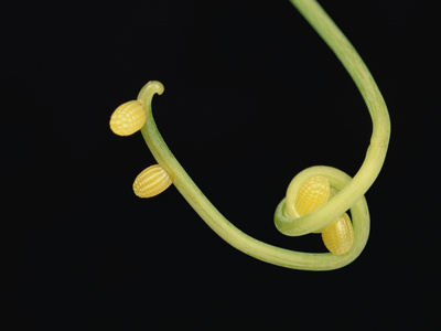 Tiger Longwing Butterfly (Heliconius Hecale) Eggs on Plant Tendril, Peruvian Amazon