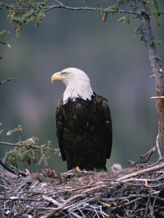 Buy Bald Eagle (Haliaeetus Leucocephalus) on Nest with Chick and Fresh Kill, Alaska at AllPosters.com