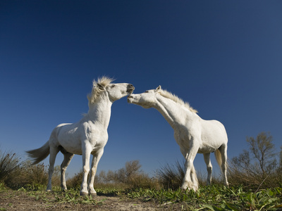 Camargue Horse (Equus Caballus) Stallions Interacting, Camargue, France