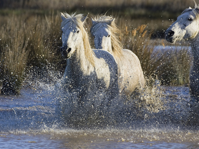 Camargue Horse (Equus Caballus) Group Running in Water, Camargue, Southern France