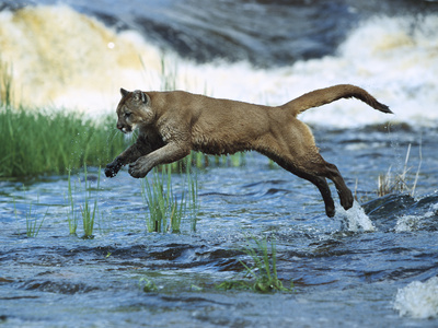 Mountain Lion (Felis Concolor) Leaping across Stream, North America